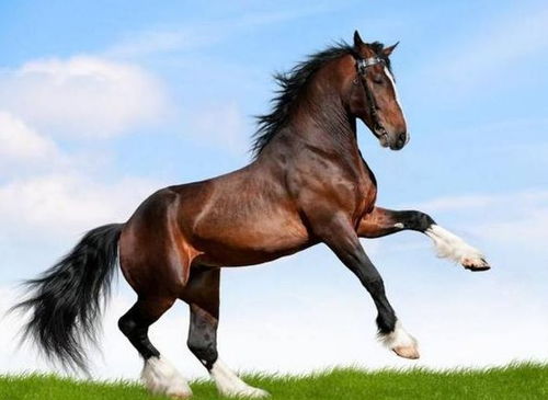 算命虎和马的婚姻关系如何？马乘虎的婚姻简介里有哪些特点？