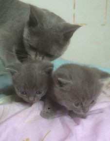 女人梦见凶猛的猫攻击自己，这预示着什么不祥的征兆？