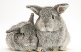 1987年属兔的男性性格特点有哪些？