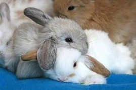 隔墙有耳对应哪个生肖？高枕无忧指的是哪种动物？