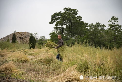 蔺蔺：这破名字到底有啥好的？