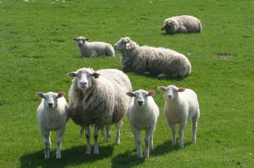 属羊的人进入2026年时，他们将会是多少岁？