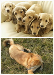 70年属狗女性最佳婚配属相是哪个？与什么属相的男性最匹配？