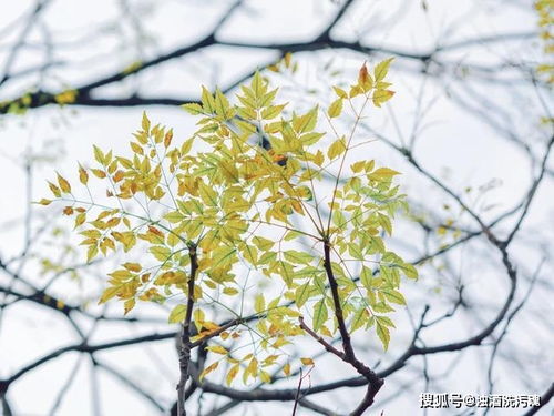 一、  《忆江南》：红绿对举中的五行生旺