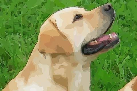 70年属狗人这一生的运势究竟如何？