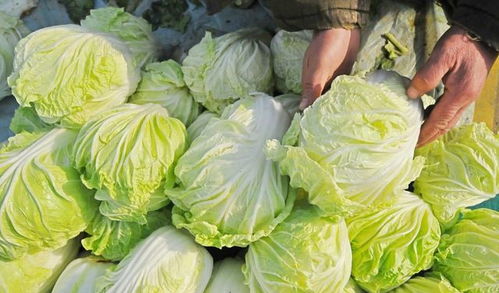 啊！大白菜！那个绿油油的噩梦