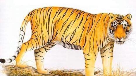 3．属虎者：勇敢果断， 挑战导向促进韧性增长