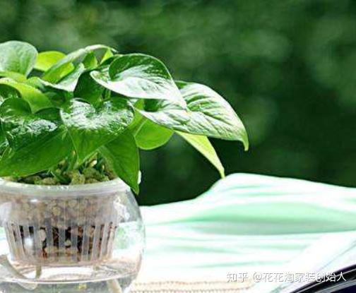 二、 植物旺盛——以自然生机激活居家财运