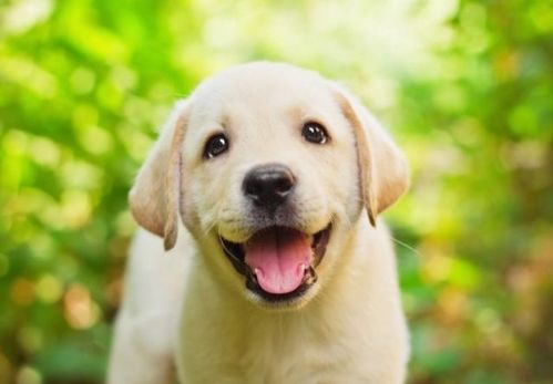 谁知道用钱买狗捉老鼠的动物是什么生肖？凶猛的动物又是哪个生肖呢？