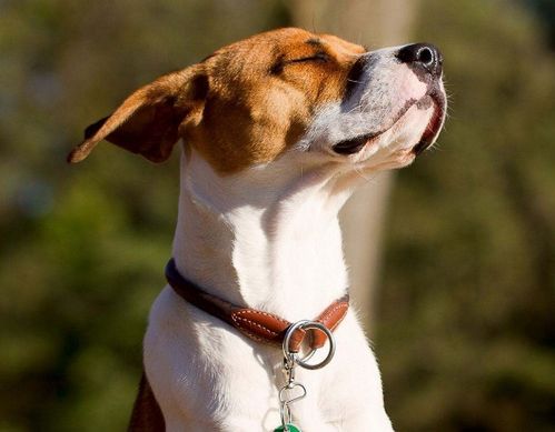 男狗女鼠婚姻最终结局意味着什么？这长尾揭示了人们对生肖配对婚姻结果的探究。