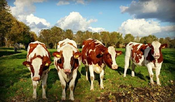 本命年有哪些忌讳不能做，本命年运势会否因此不顺？