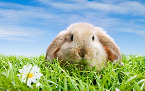 2026年兔尾龙头出生的人命运为何被誉为龙头兔尾命，这究竟意味着什么？