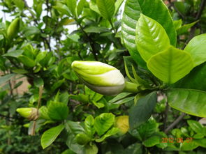 栀子花传递的哲理是什么？