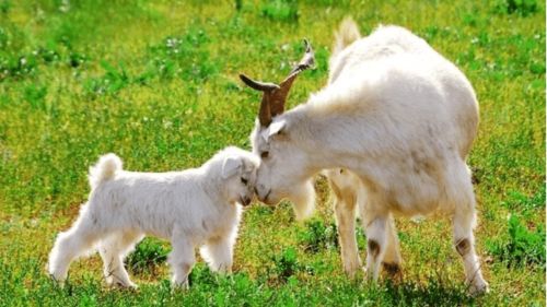 羊和老鼠的属相到底合不合，有没有什么讲究呢？