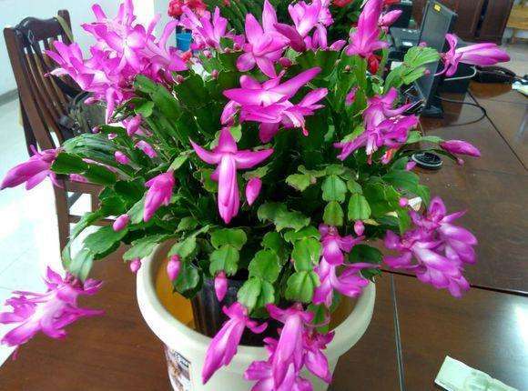 蟹爪兰的风水摆放有什么特殊意义和摆放技巧？