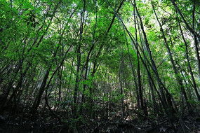 我为什么会梦见一片茂密的森林和清澈的流水呢？