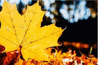 一、  气候物候的演变：从热极而衰到凉意渐显