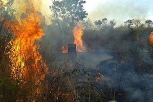 1.1 原生气场遭到破坏所引发的连锁影响