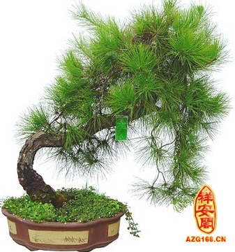 1. 开运竹：转运驱邪与福星高照的灵物