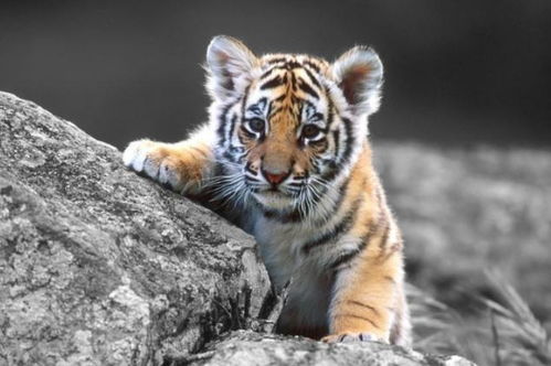 b）坤+镭——Kunlei（坤镭）