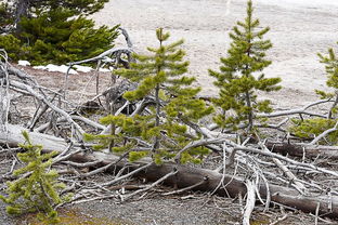 松树代表什么生肖？松树有伴马见草猜一个生肖是什么生肖？