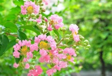 四、 廉贞星照临者的饮食智慧