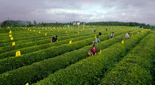 宁乡茶园台旅游攻略路线：一场说走就走的“茶”颜观色之旅