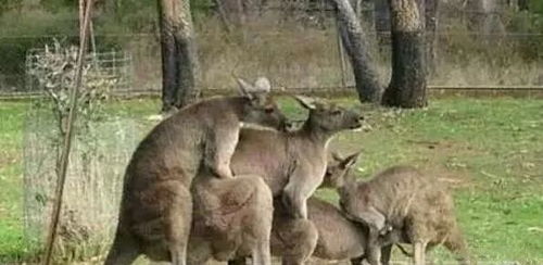 泗水百兽园：2026年属马人的破财圣地！黄历警告：忌出游宜躺平