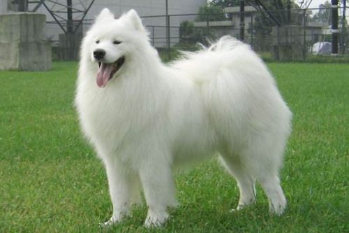 星座生肖大乱斗