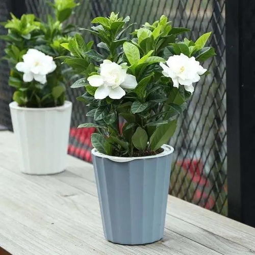 栀子花梦境：一场荒诞不经的自我欺骗