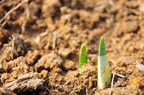 大地回春指的是哪个生肖，它代表着新一年的开始和生机勃勃的景象？