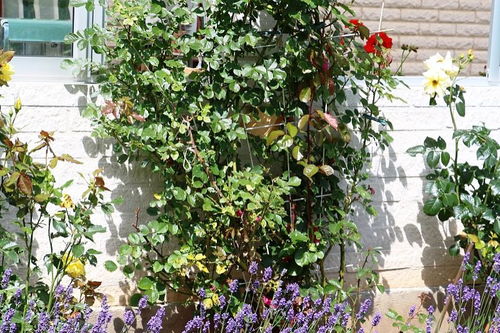 在路边养花对风水有影响吗？