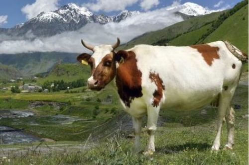 单身牛牛们的春天来啦！