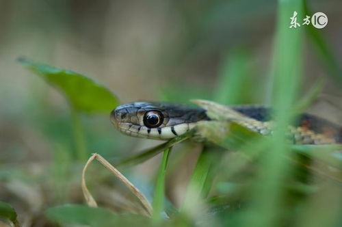 蛇蛇蛇！36岁后的神秘十年，命运大揭秘！