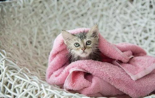 二、 生肖属性与命理学理对网名的影响