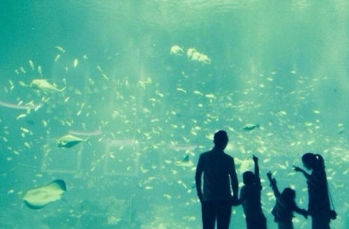 震惊！水族馆里的鱼都在密谋造反