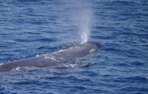夏雨阵阵润大地所指的生肖是什么生肖？