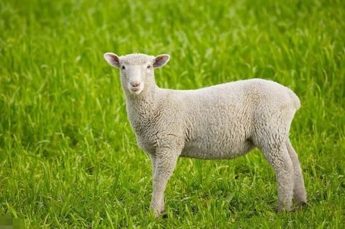 2026年属羊人最佳手机号码推荐是什么？