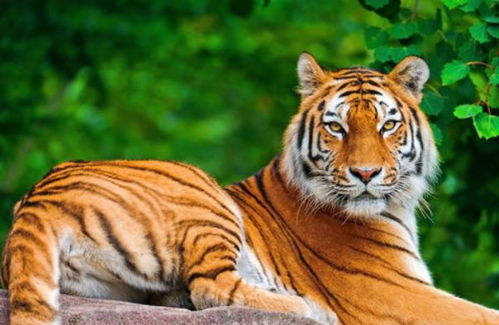 狗哥们的春天来啦！