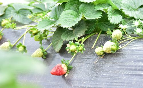 如何选择属相，让属马的夫妻生出的孩子拥有更好的命运？