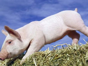 大海水命83猪缺什么可以改运的店铺取名建议？