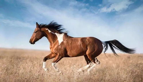 2026年属马的人有哪些大预兆？那年最吉利的六个生肖是哪些？