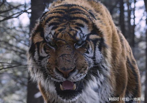 惯与虎的传说故事，有哪些版本或你知道吗？