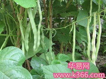 梦见买长豆角预示着什么周公解梦有什么说法？