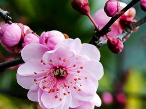 2. 光合作用逆转与夜间氧气消耗的量化评估