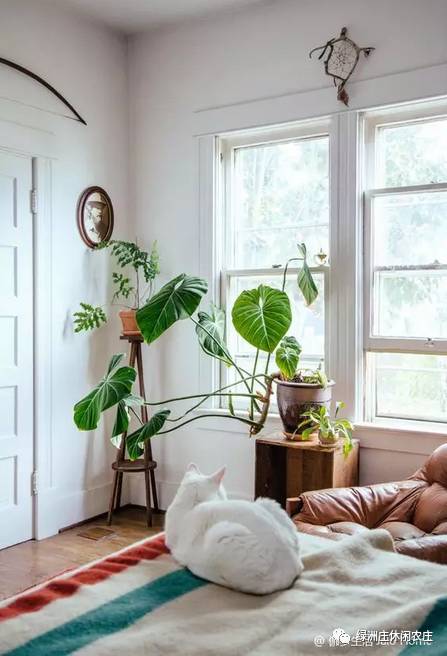 六、 生物生机与环境美学：绿植与灯光的氛围营造