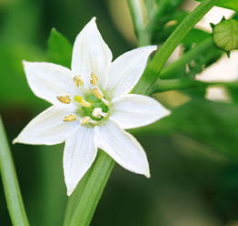 一、  梦见番红花的普遍象征意义
