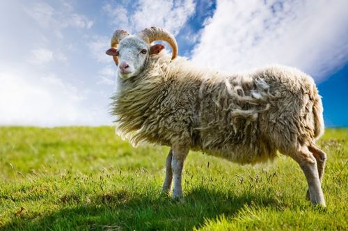 2026年属羊的人的贵人运势如何，这一年会有好运吗？