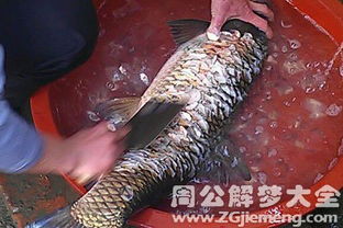 梦见别人杀鱼，这是不是预示着什么不好的事情即将发生呢？