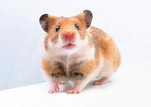 属兔和属鼠的财运分别如何，四月属鼠的人财运如何？